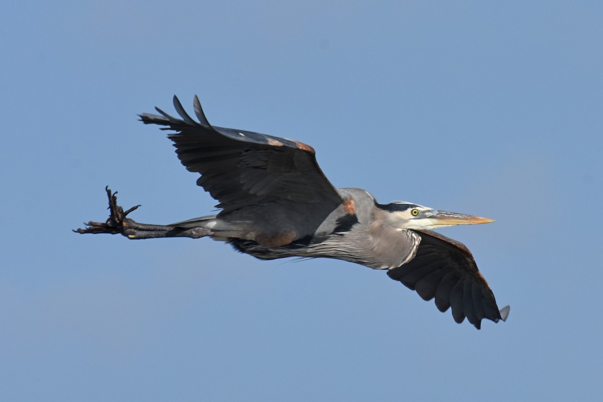 Чапля північна - ML647243113