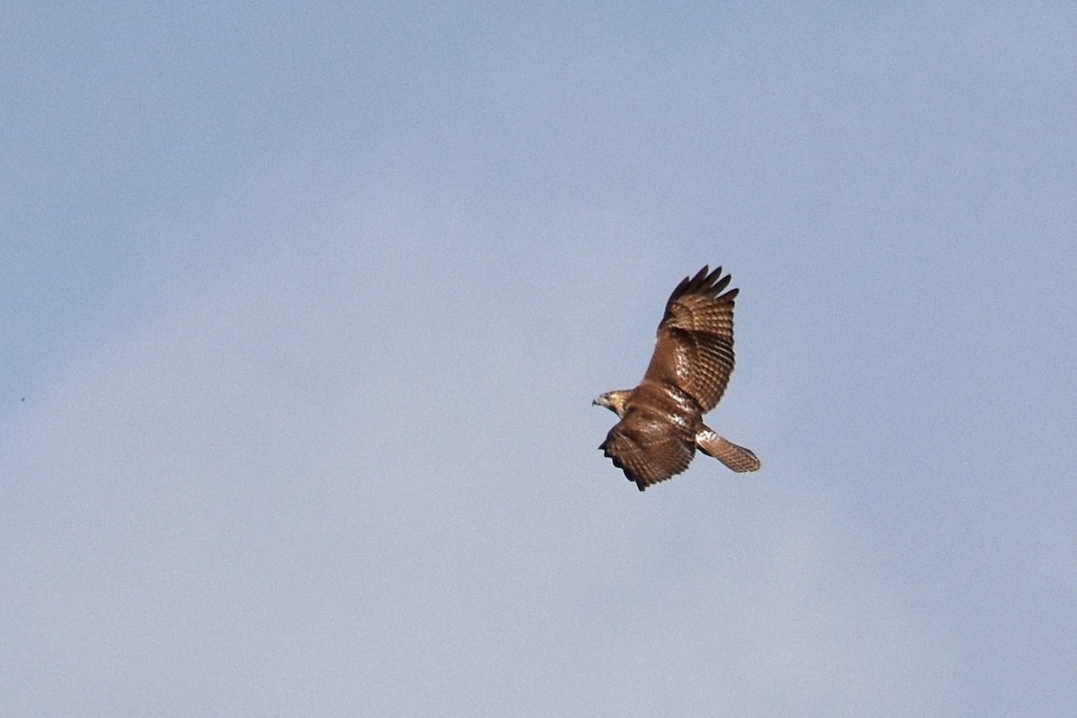 Канюк неоарктичний - ML647243122