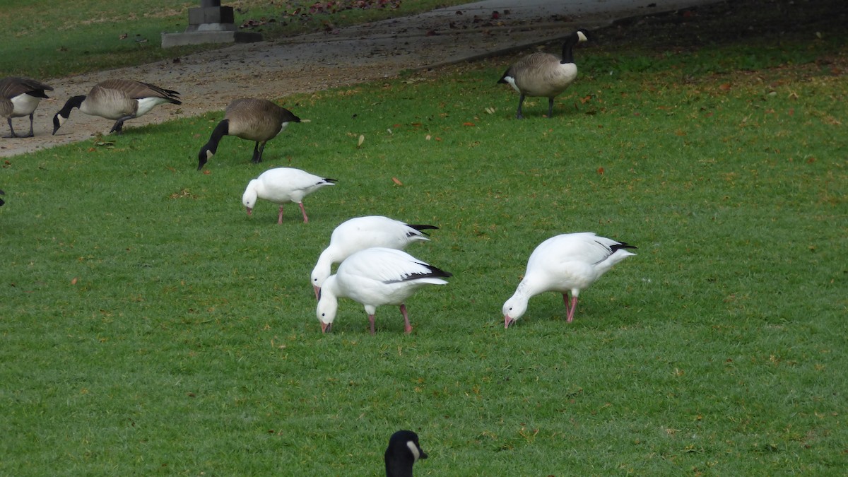 Snow Goose - ML647243126