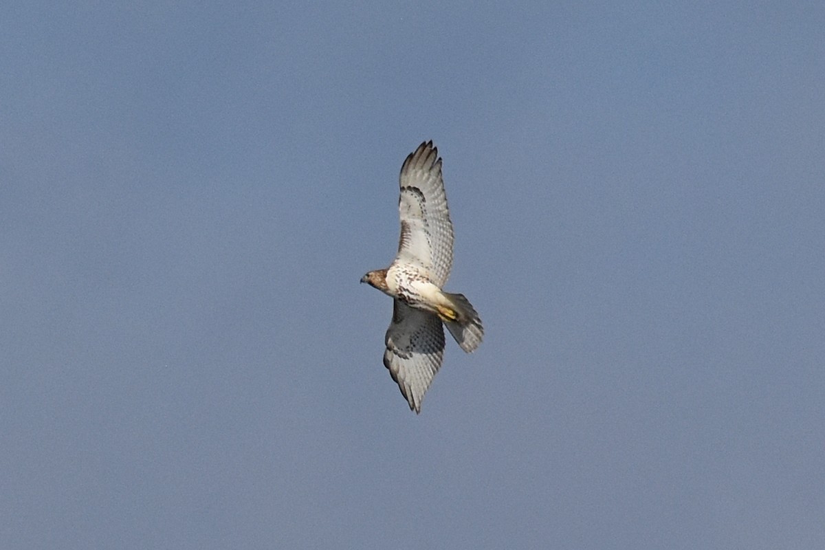 Канюк неоарктичний - ML647243127