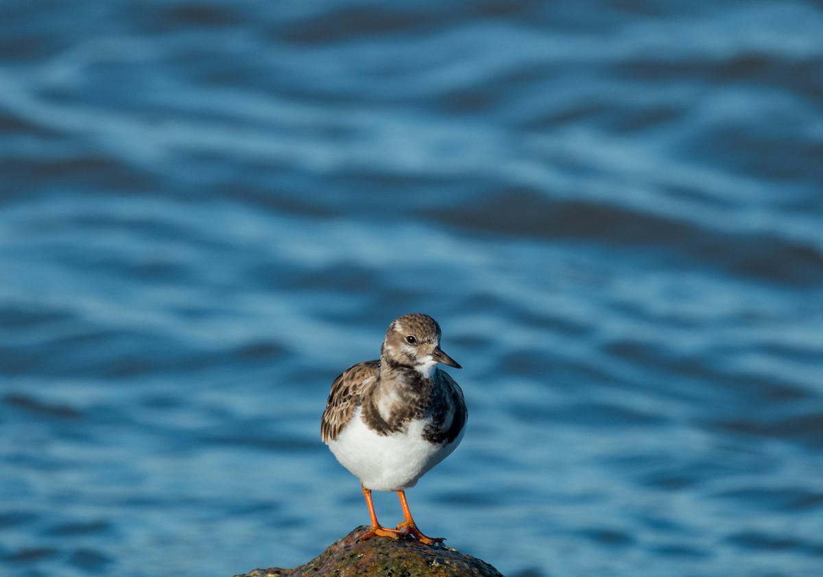 Ruddy Turnstone - ML647243155