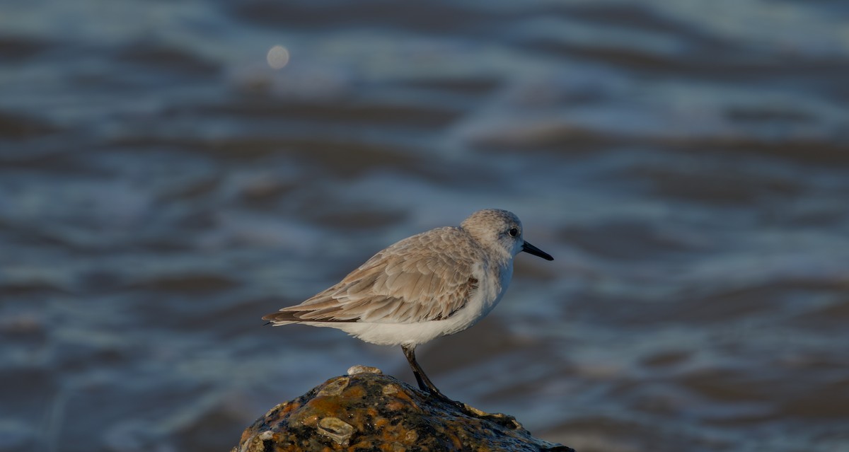 Txirri zuria - ML647243161