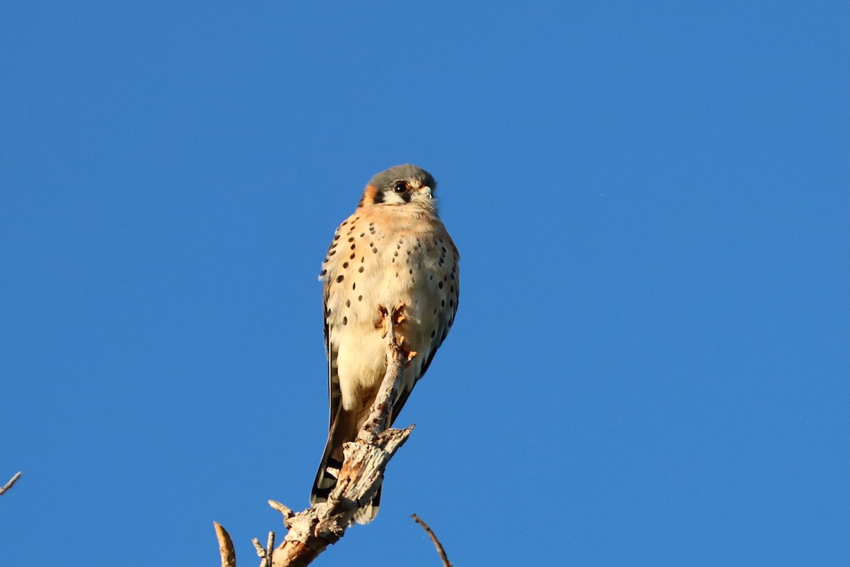 Belatz amerikarra - ML647243162