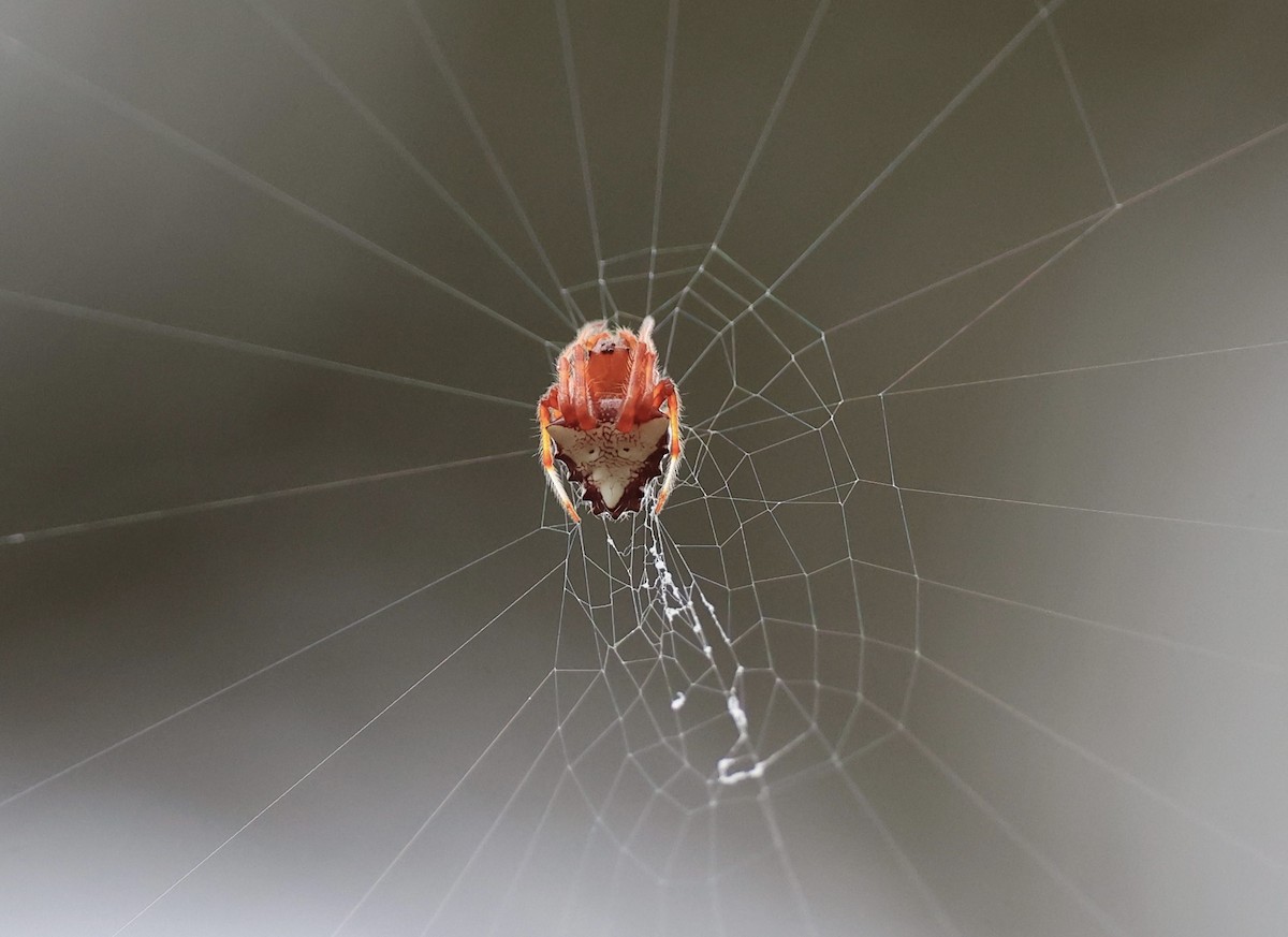 Ragno tela sferica testa a freccia - ML647243164