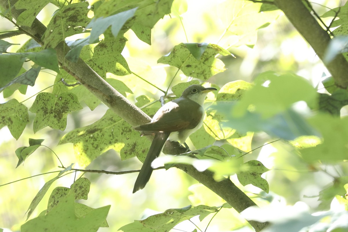 Yellow-billed Cuckoo - ML647243168