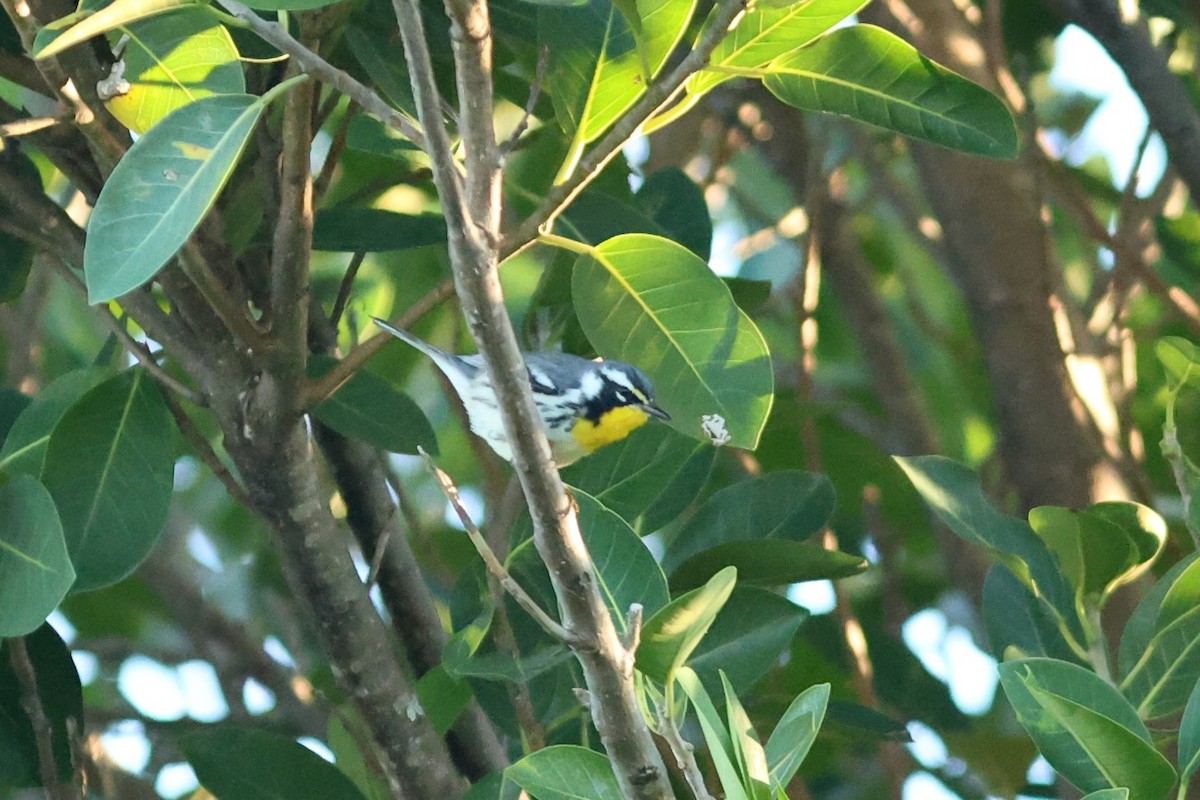 Yellow-throated Warbler - ML647243169