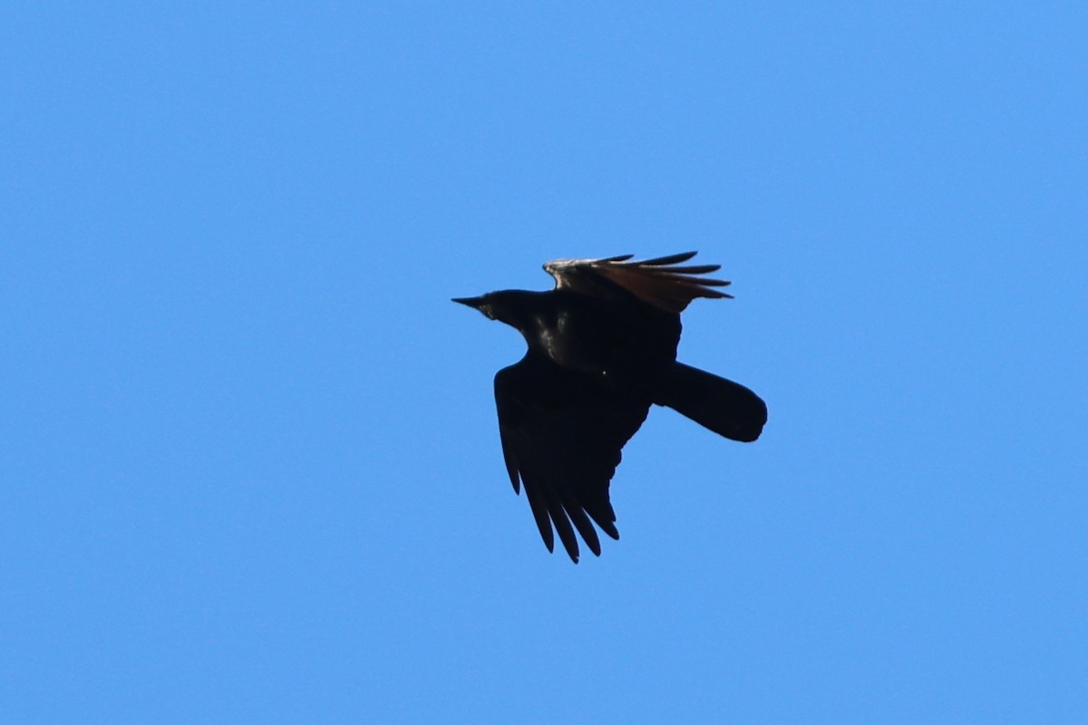 Fish Crow - ML647243181