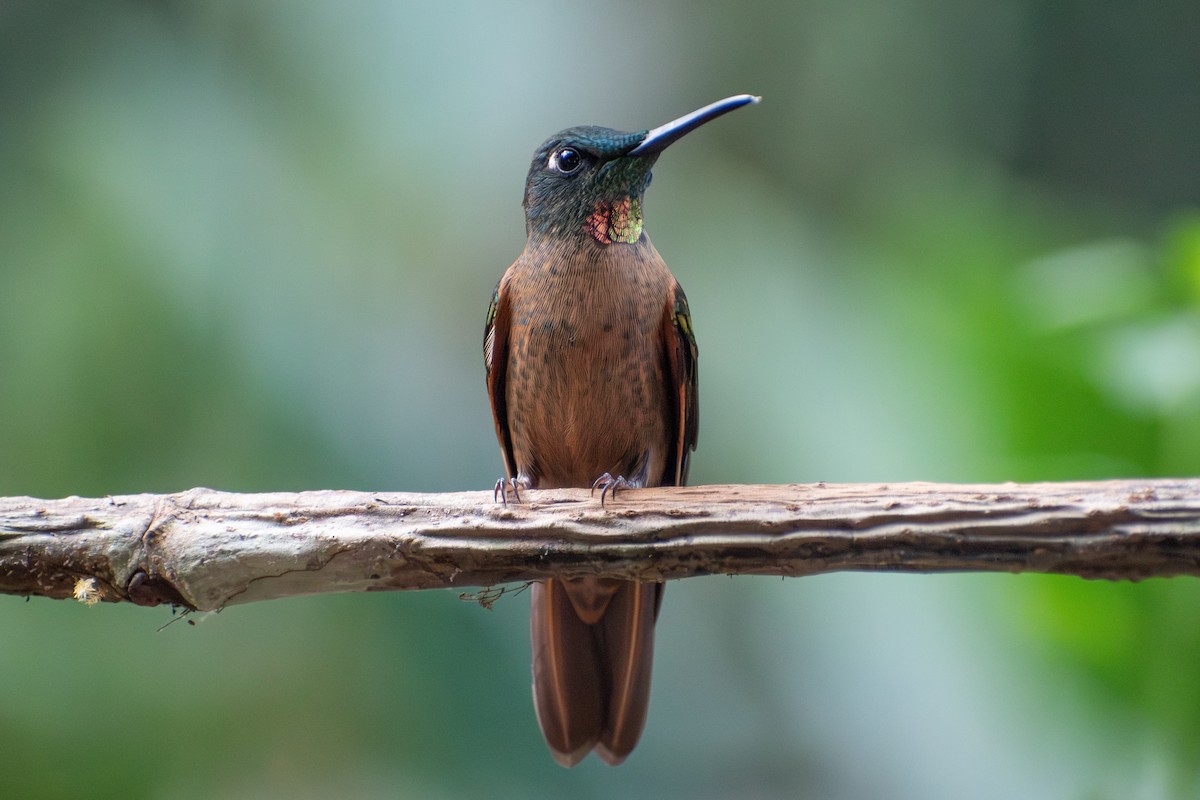 Fawn-breasted Brilliant - ML647243186