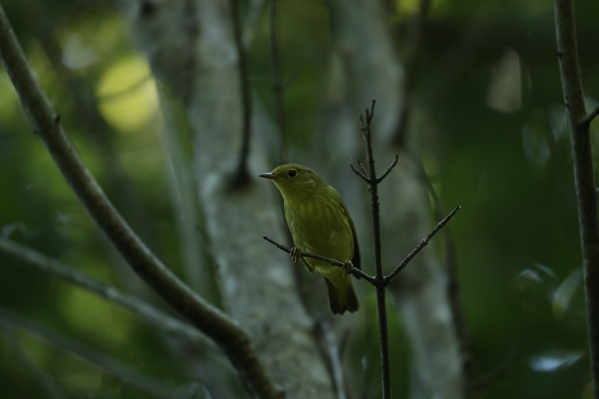 Sarı Ötleğen - ML647243187