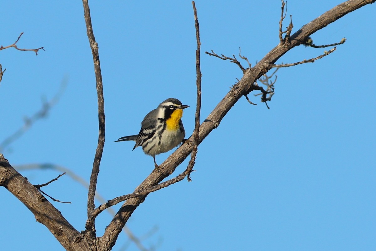 Yellow-throated Warbler - ML647243188