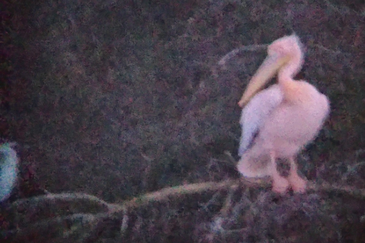 שקנאי מצוי - ML647243189