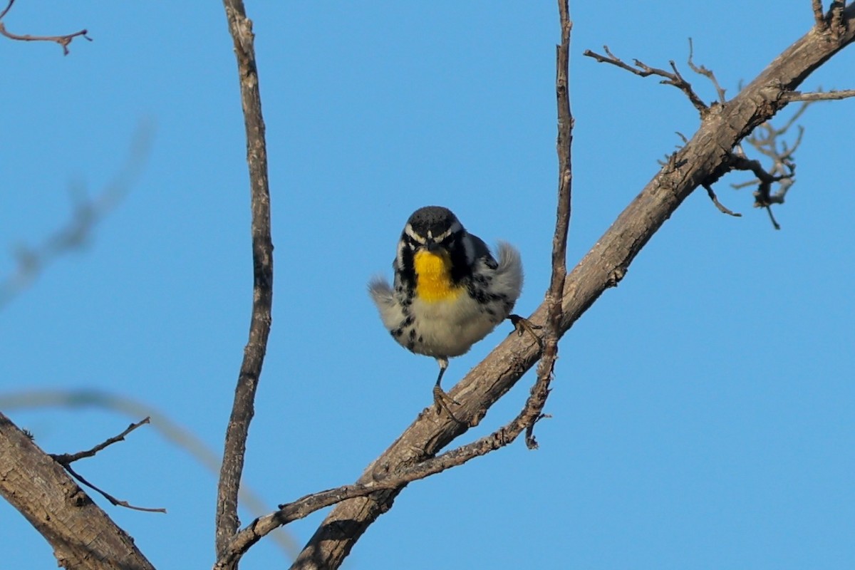 Yellow-throated Warbler - ML647243190