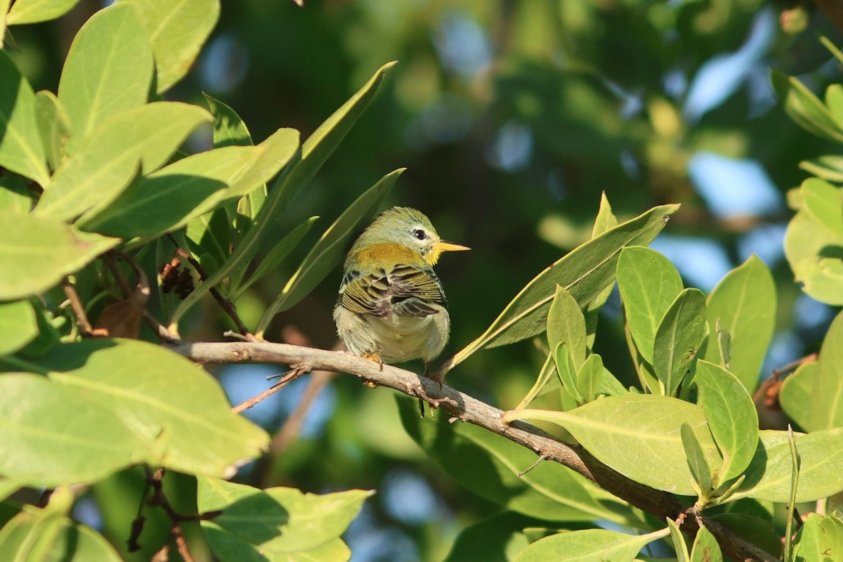 Northern Parula - ML647243193