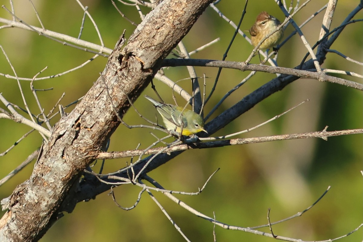 Northern Parula - ML647243196