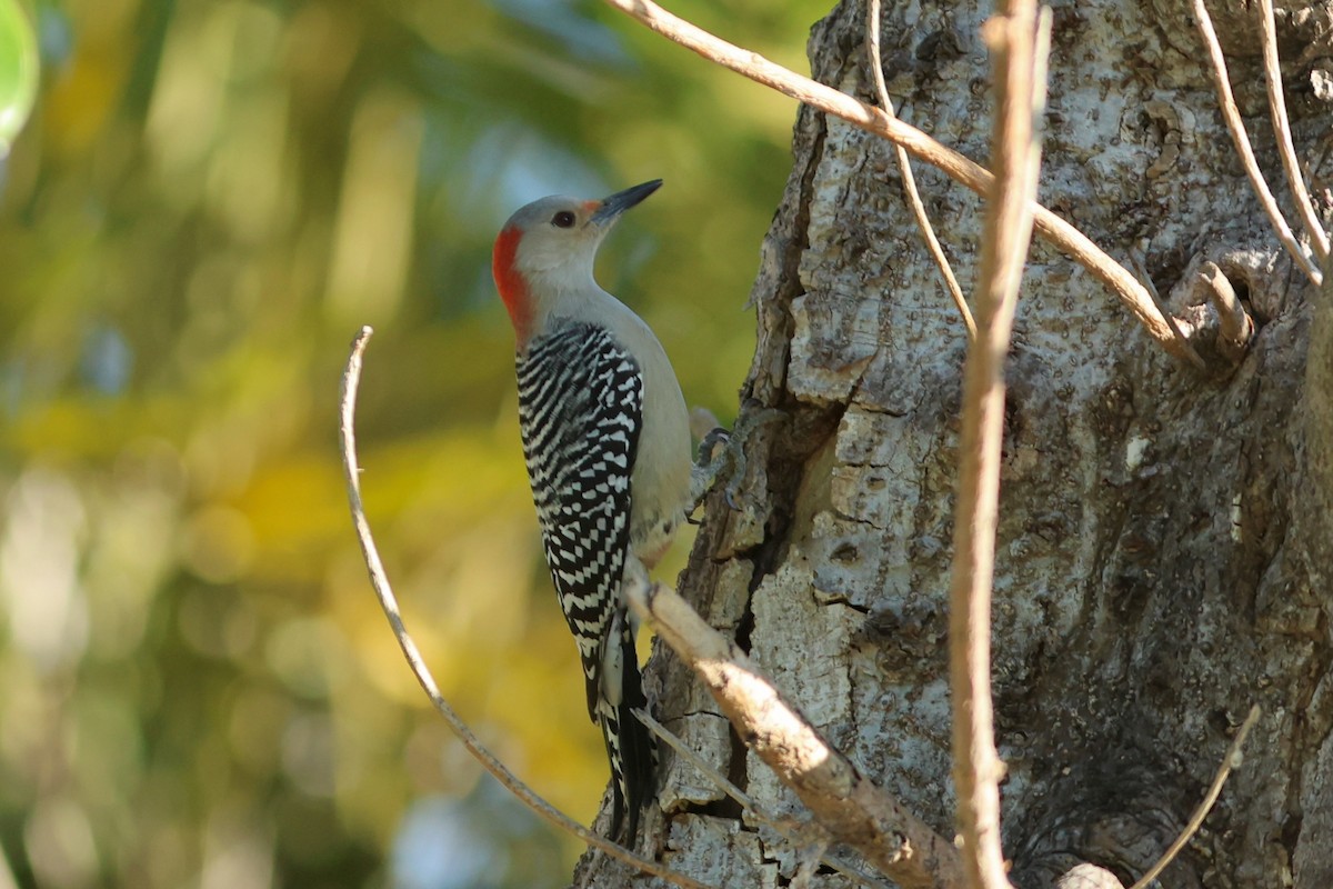 Red-bellied Woodpecker - ML647243202