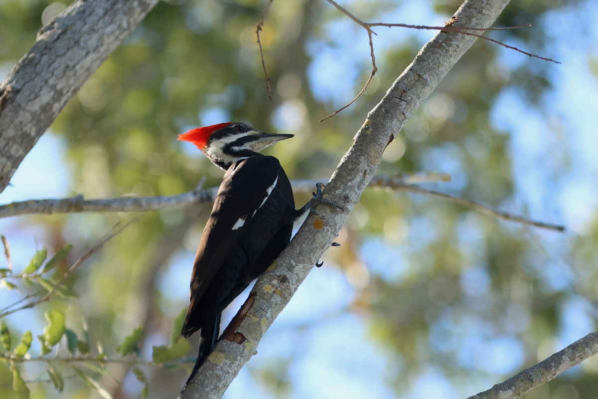 Pileated Woodpecker - ML647243212