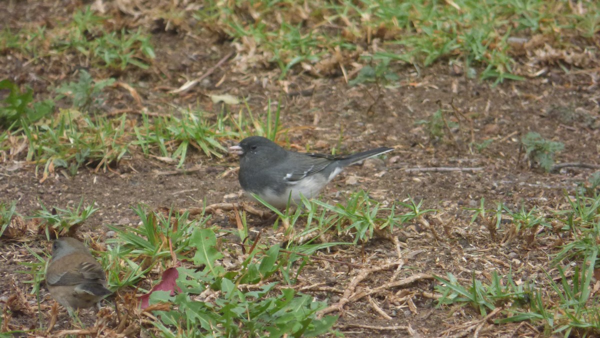 Dark-eyed Junco (Slate-colored) - ML647243243