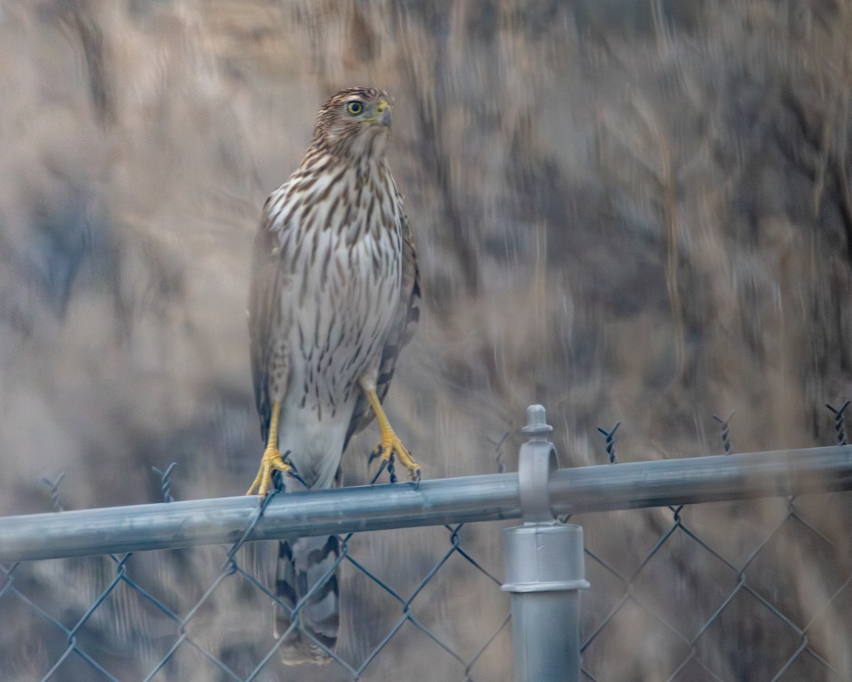 Cooper's Hawk - ML647243246