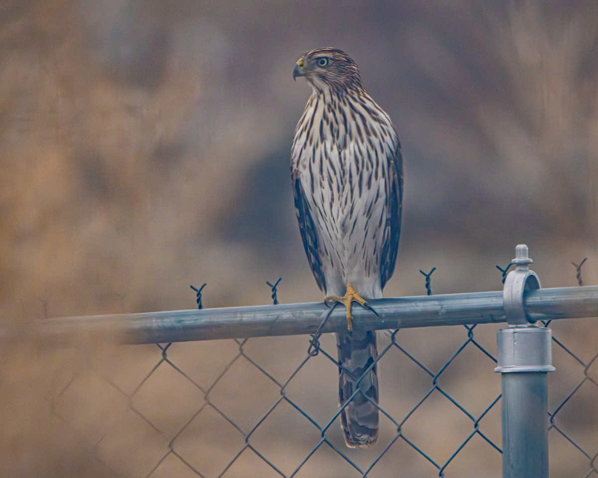 Cooper's Hawk - ML647243261
