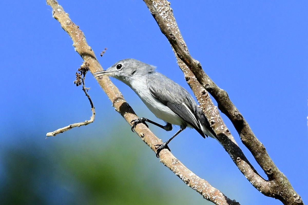 Голубая комароловка - ML647243269