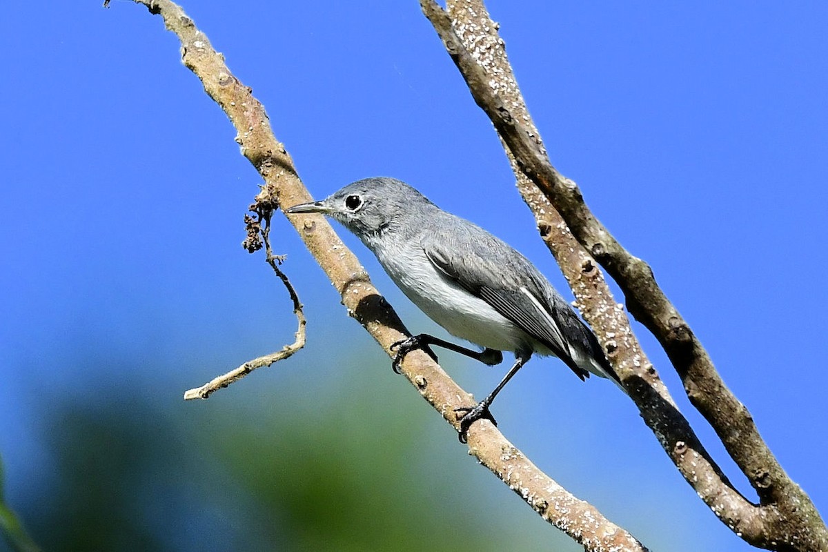 Голубая комароловка - ML647243270