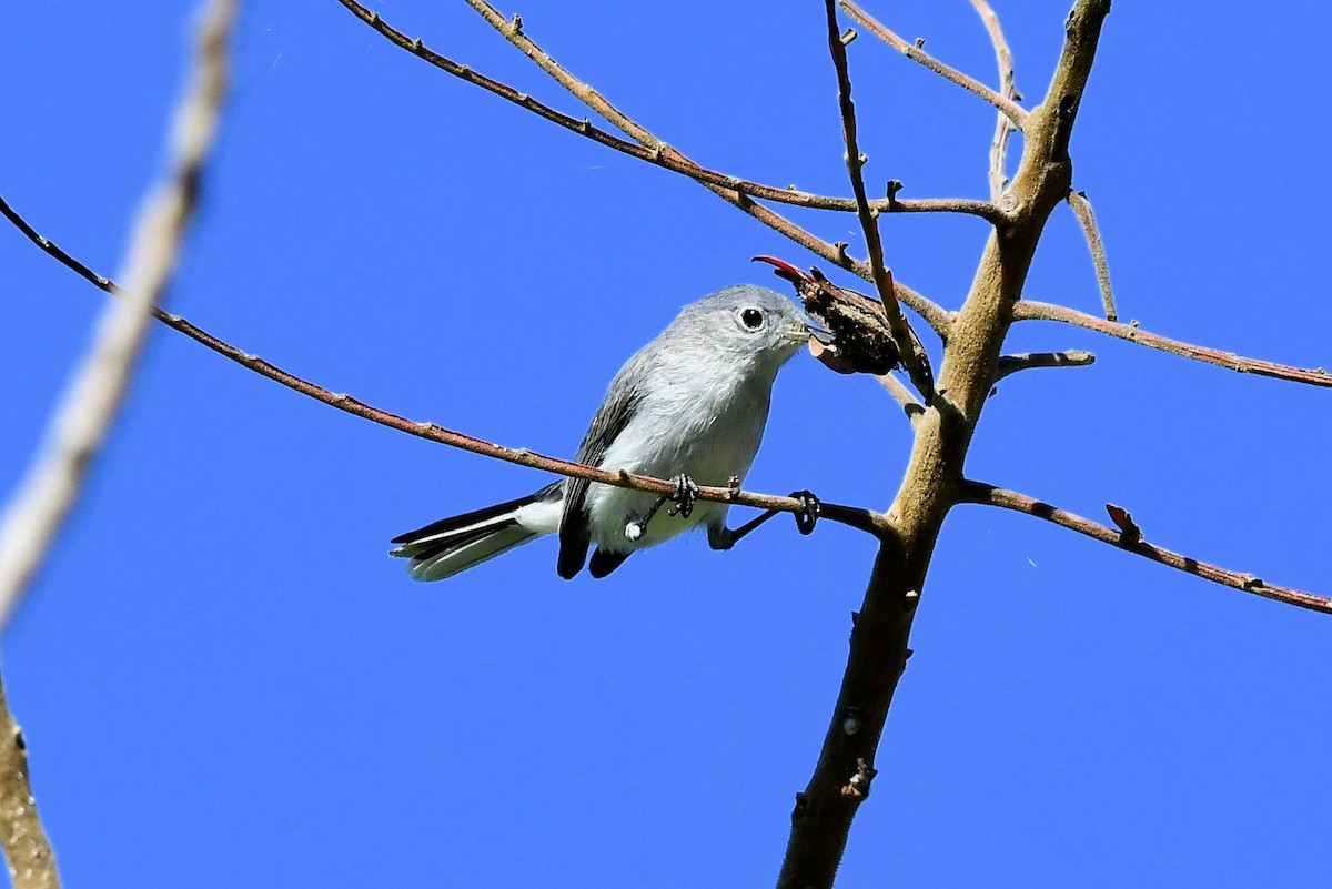 Голубая комароловка - ML647243272