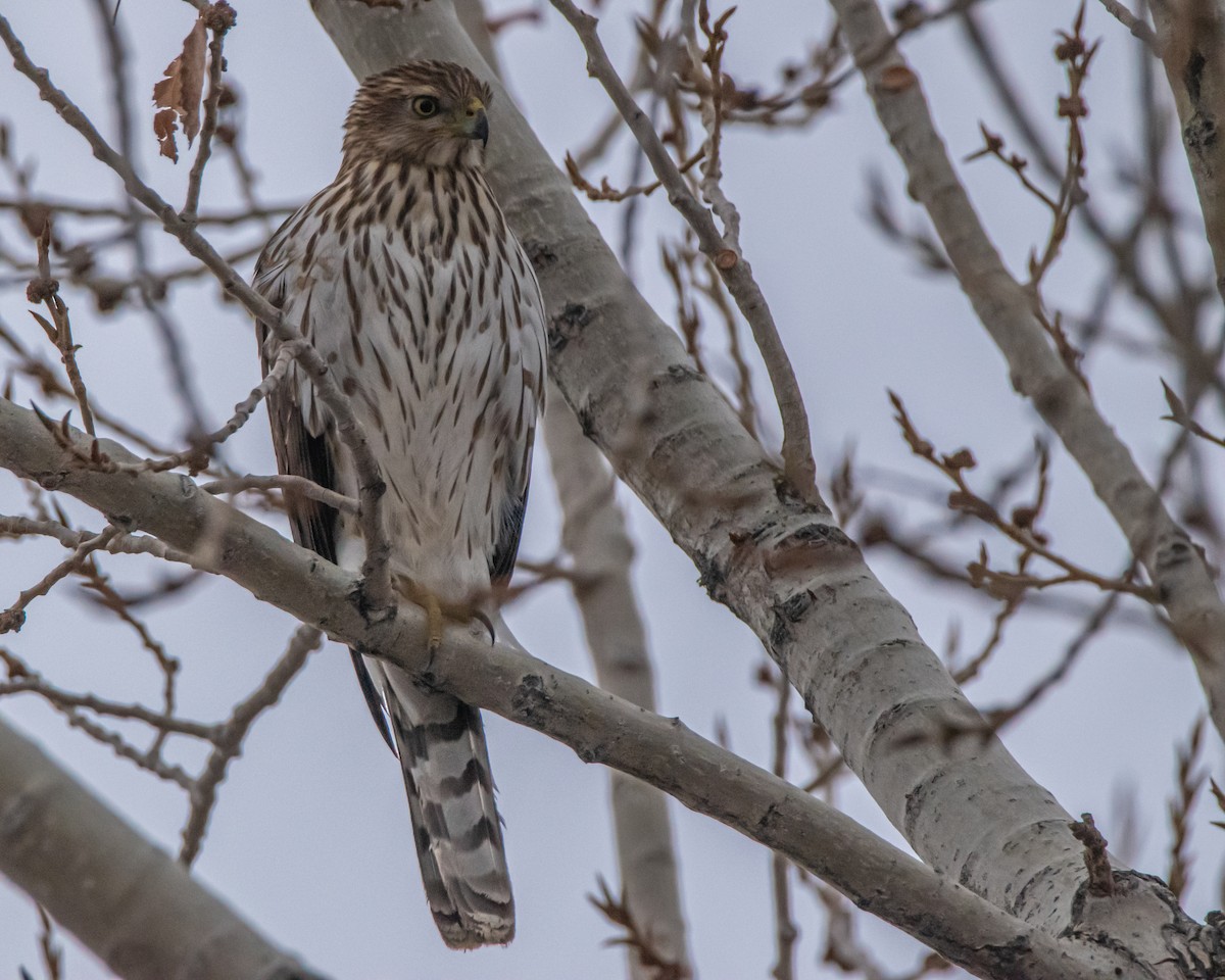 Cooper's Hawk - ML647243273