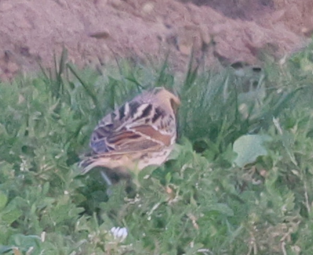 鐵爪鵐 - ML647243278