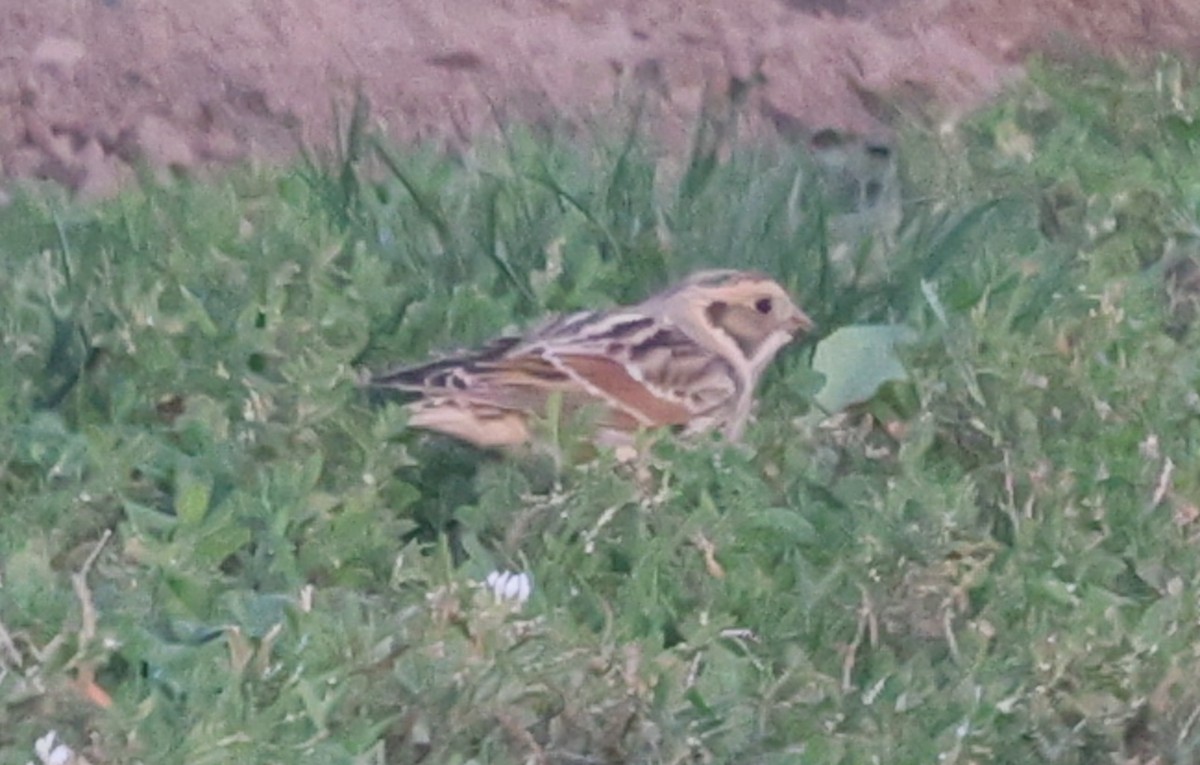 鐵爪鵐 - ML647243279