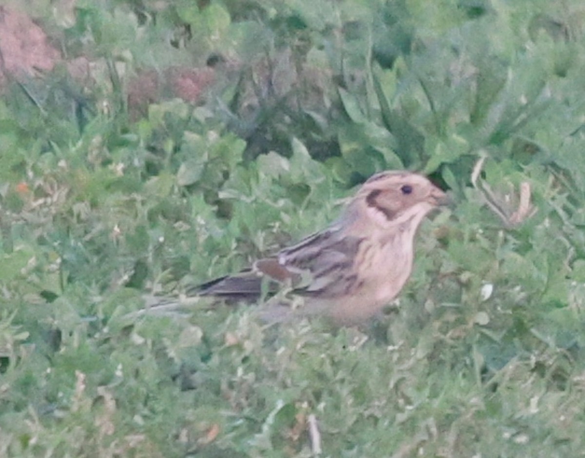 鐵爪鵐 - ML647243280