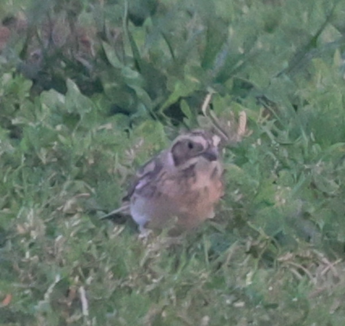 鐵爪鵐 - ML647243281