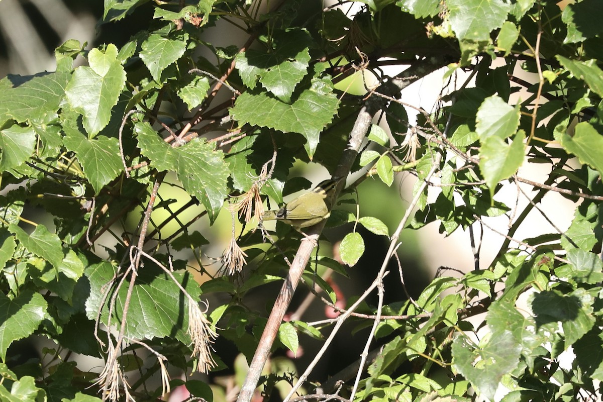 Worm-eating Warbler - ML647243293