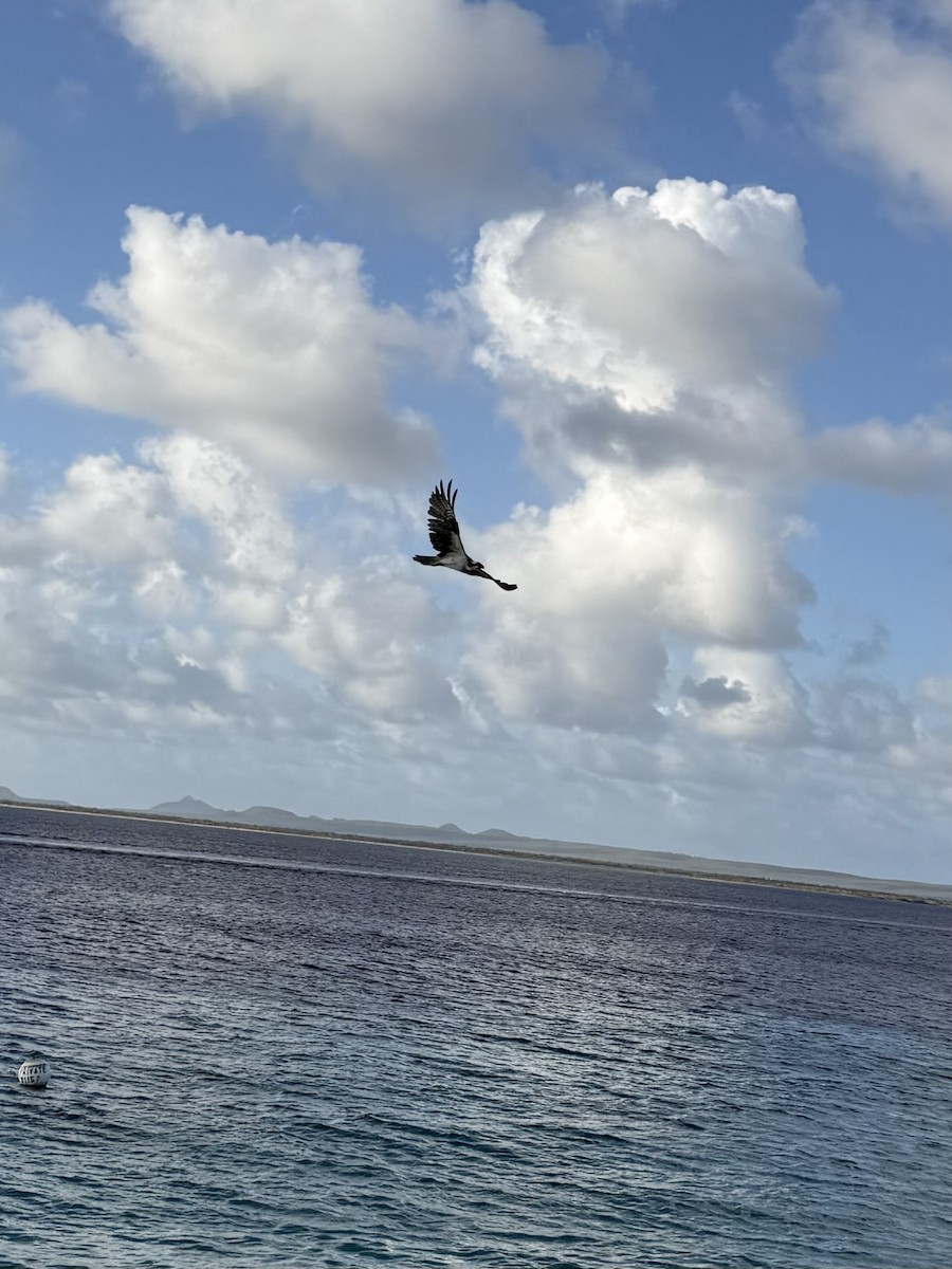 orlovec říční - ML647243300