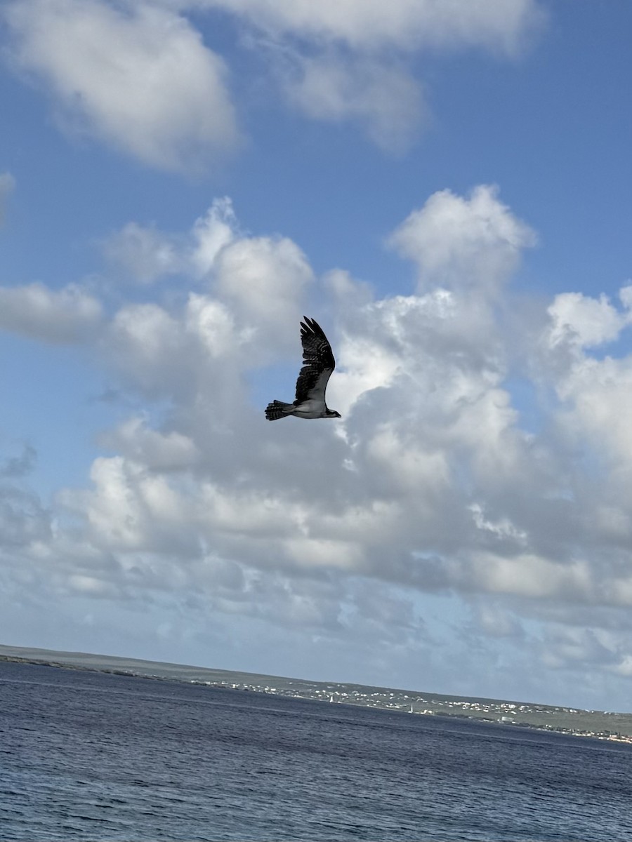 orlovec říční - ML647243301