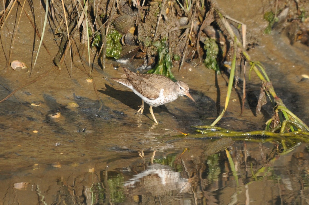 Benekli Düdükçün - ML647243313