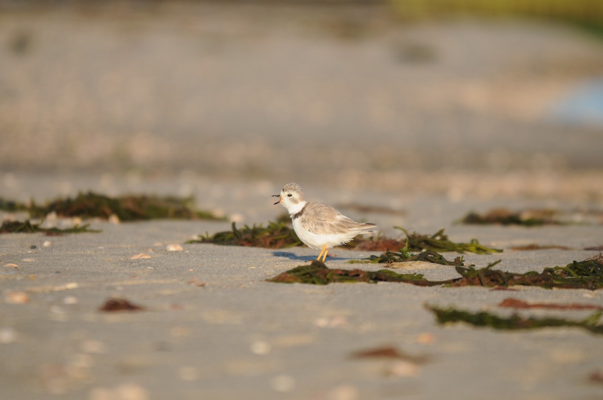 Flötenregenpfeifer - ML647243328