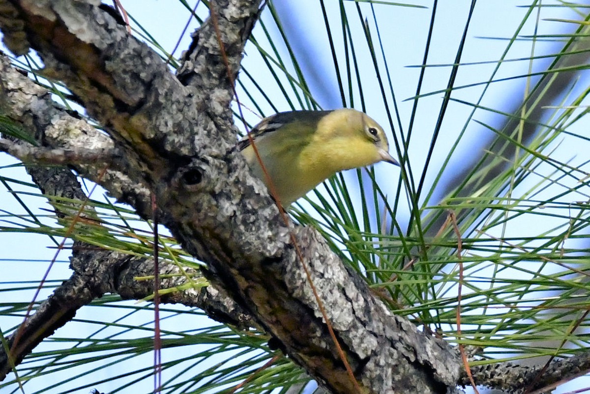 Pine Warbler - ML647243329