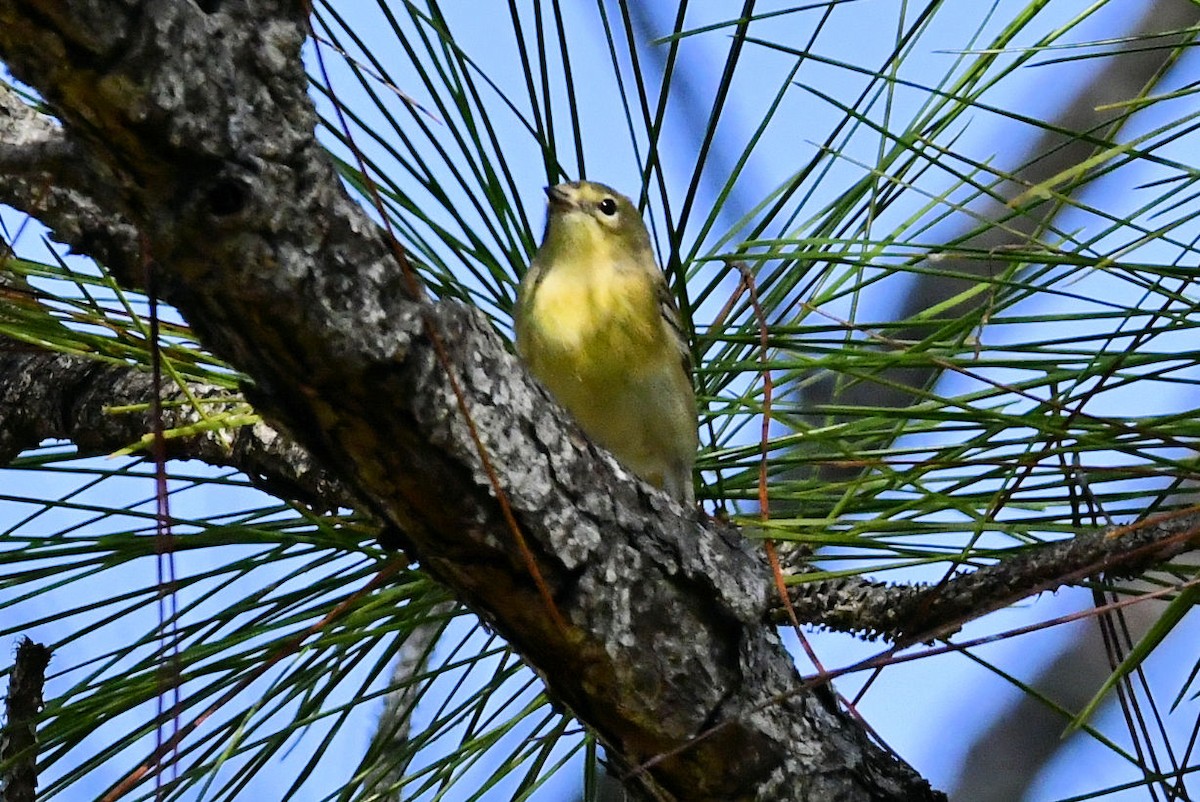 Pine Warbler - ML647243330