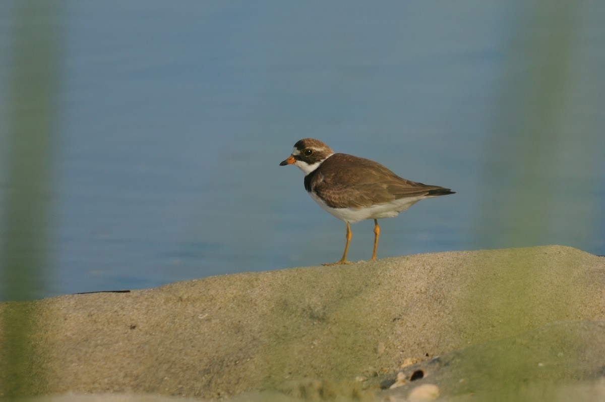 Semipalmated Plover - ML647243334