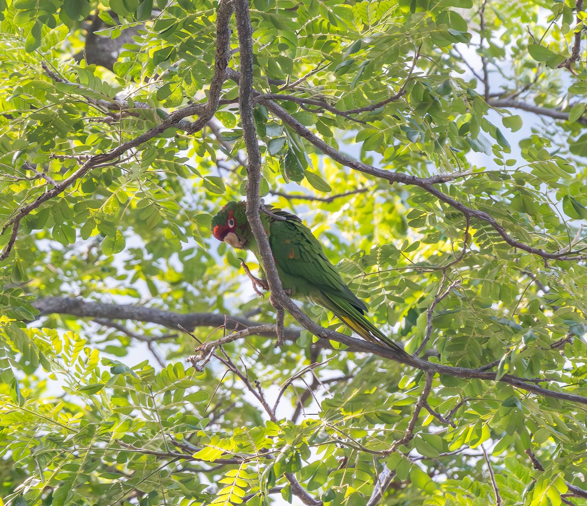 Mitred Parakeet - ML647243340