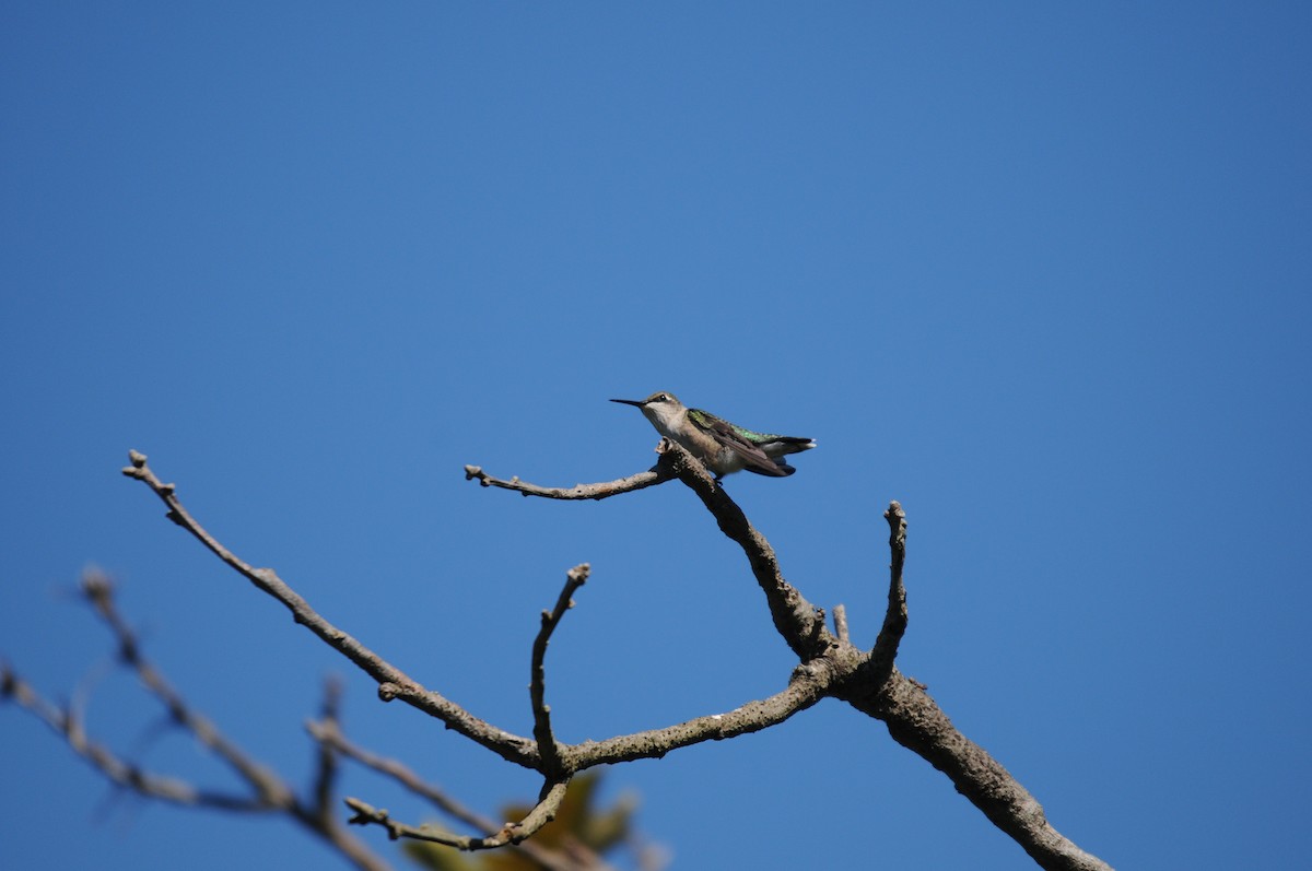 Рубиновогорлый колибри - ML647243345