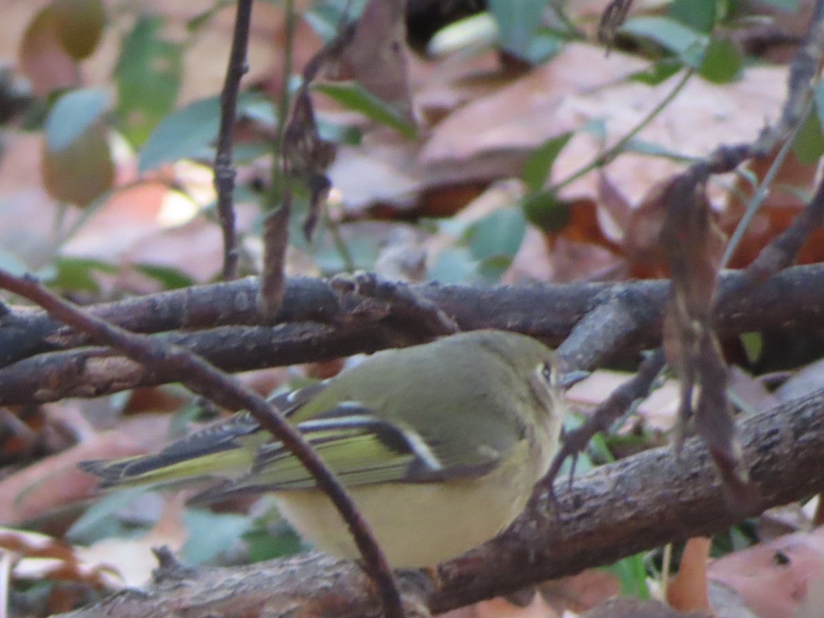 Rubingoldhähnchen - ML647243347