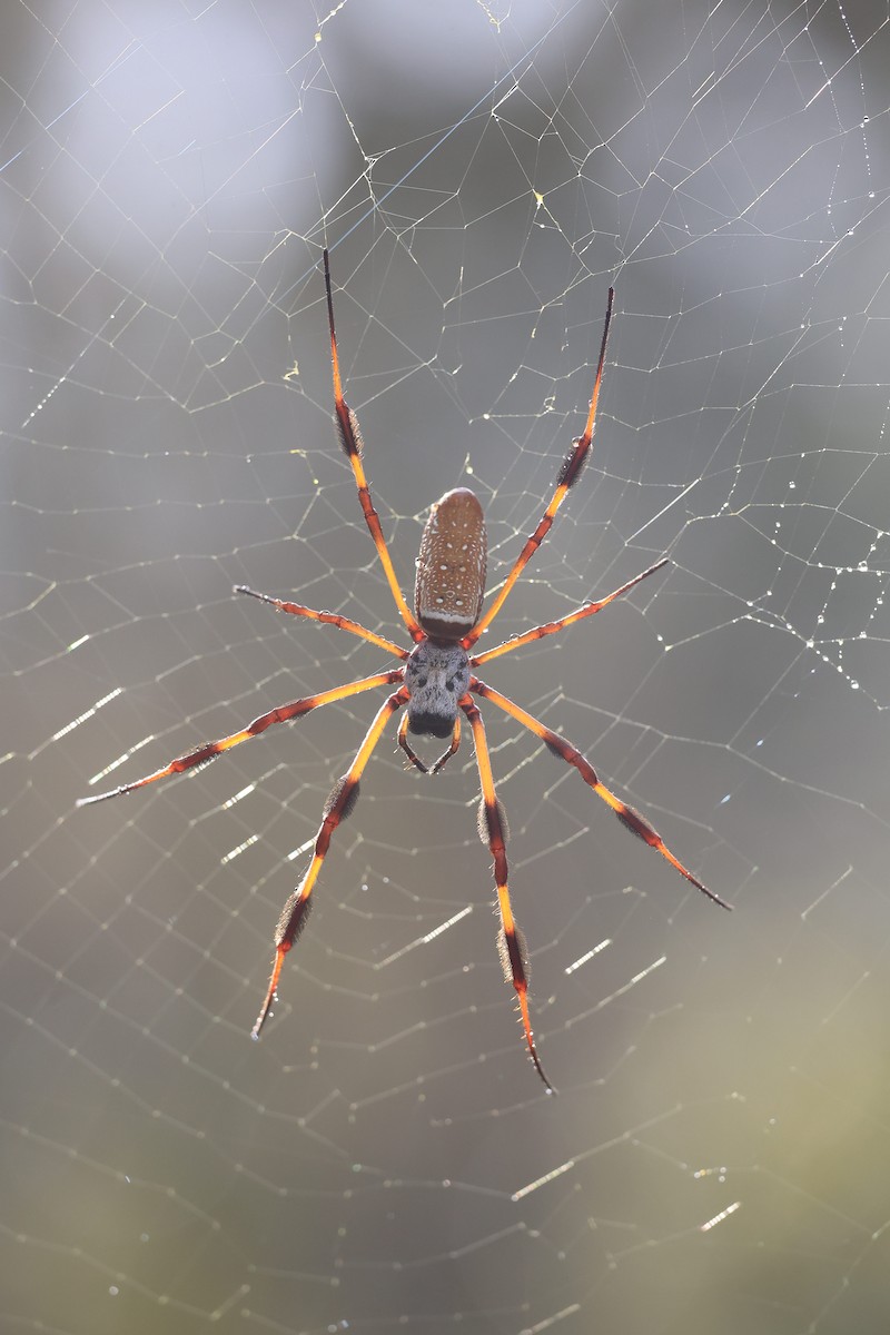 Tessitore gigante dorato americano - ML647243348