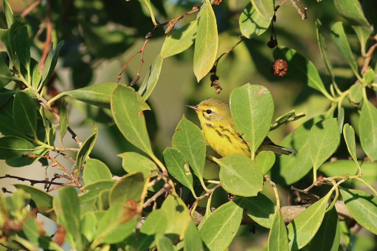 Prairie Warbler - ML647243349