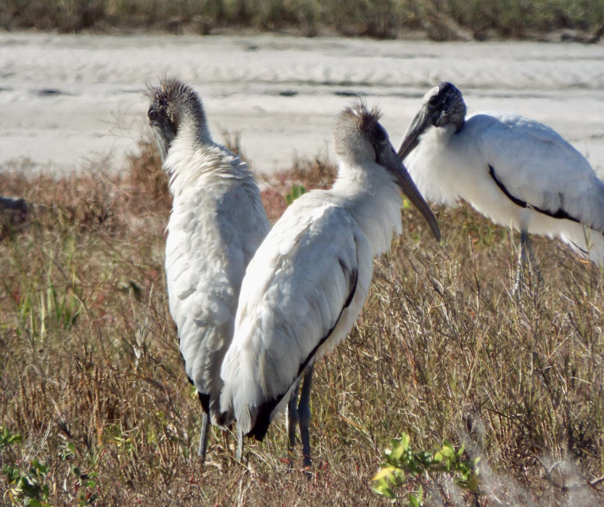 nesyt americký - ML647243364