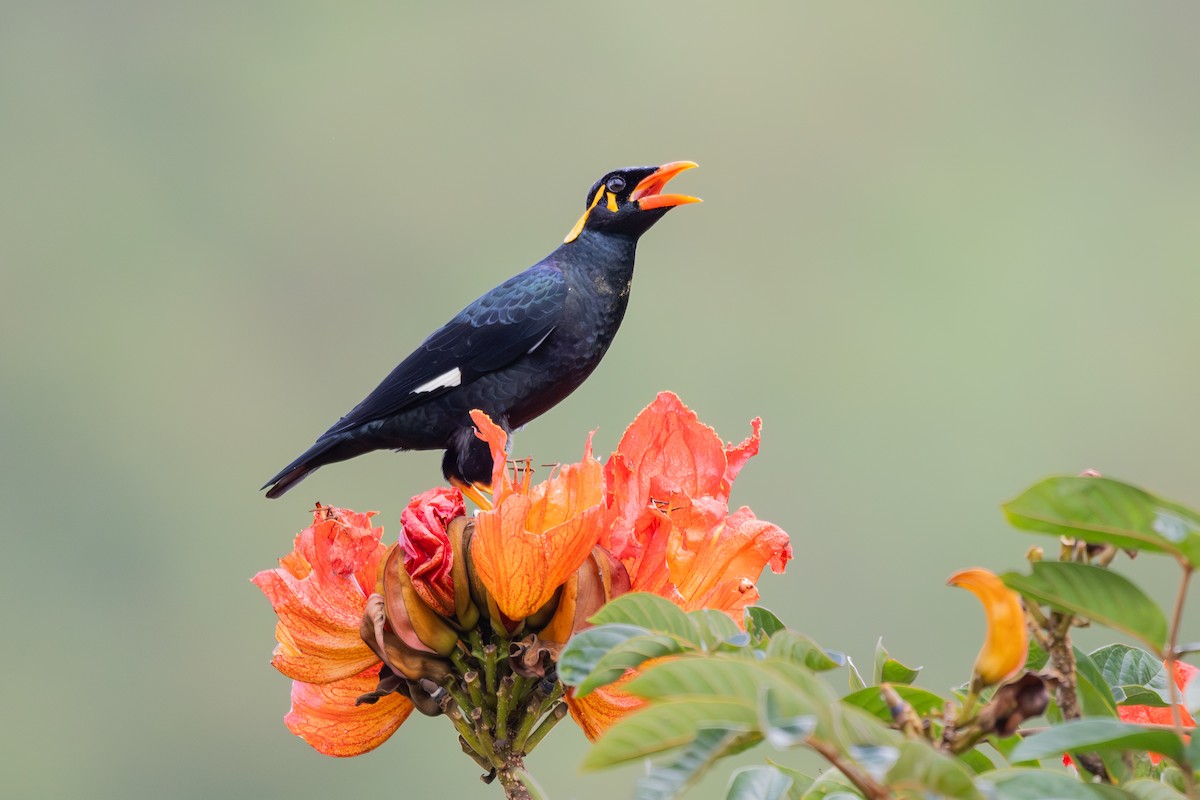 loskuták jižní - ML647243367