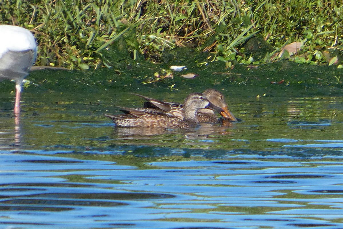 Blue-winged Teal - ML647243377