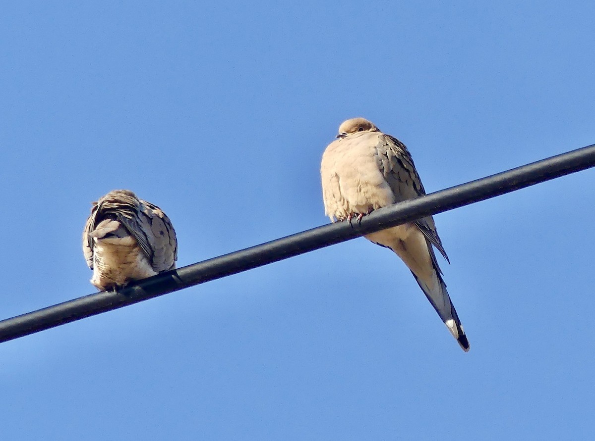 Zenaida Huilota - ML647243381