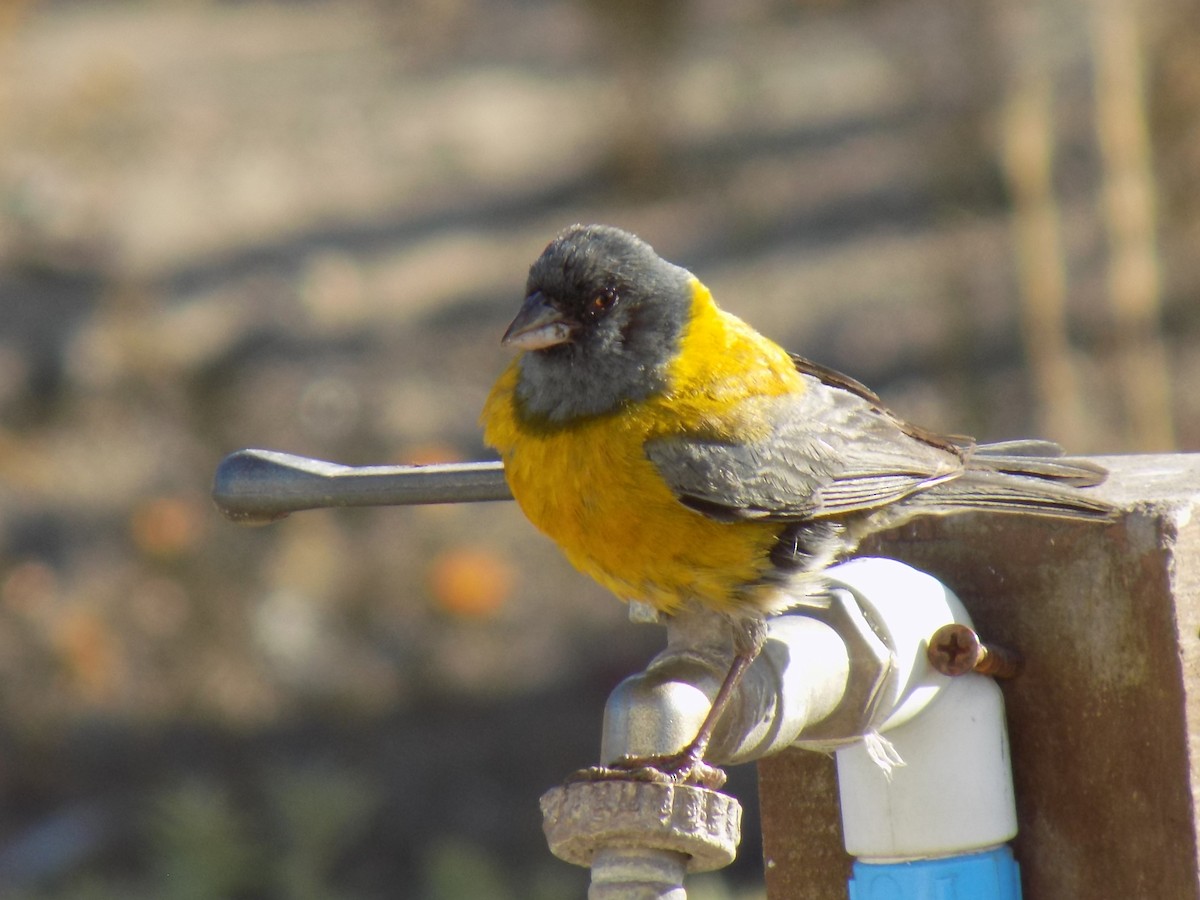 Gray-hooded Sierra Finch - ML647243386