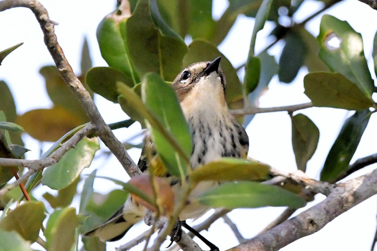 Yellow-rumped Warbler (Myrtle) - ML647243391